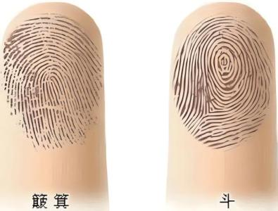 手指指紋，手指指紋斗，指紋看事業