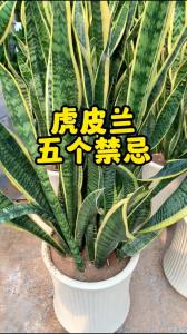 養(yǎng)虎皮蘭的風(fēng)水對結(jié)婚好嗎 保證婚姻順利發(fā)展