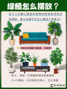 家里風水影響婚姻如何解決 不宜擺放帶刺植物