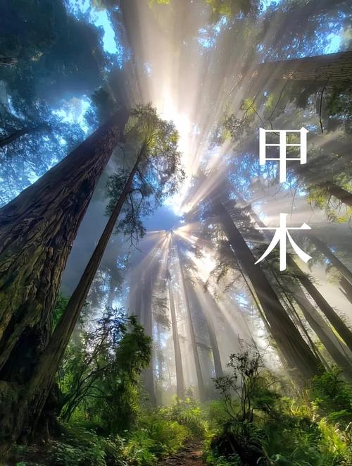 什么是甲木