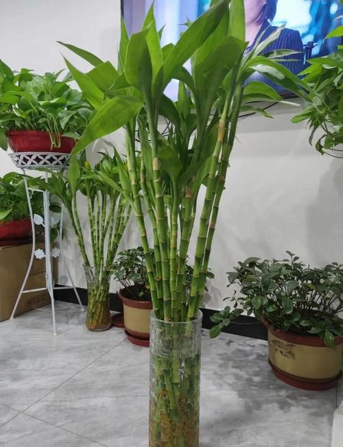 犯桃花的風(fēng)水 家中藤類植物過多