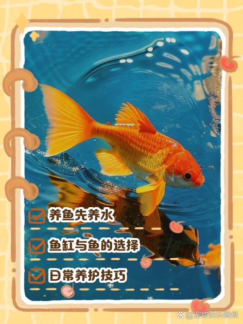 如何正確在室內(nèi)養(yǎng)魚
