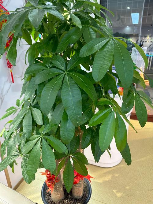 店鋪里放什么植物聚財(cái) 店鋪門口擺什么植物好