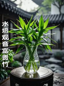 觀音竹富貴竹哪種放客廳好 觀音竹和富貴竹招財進寶