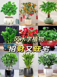 店鋪里放什么植物聚財 做生意養什么花最招財