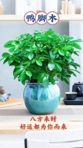 十種旺財又旺宅的室內(nèi)盆栽  最適合室內(nèi)養(yǎng)的綠植