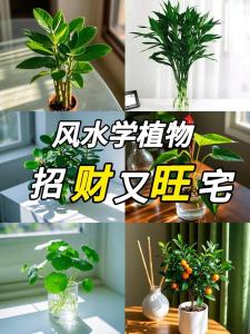 客廳放什么植物旺財(cái) 堪輿旺宅最佳