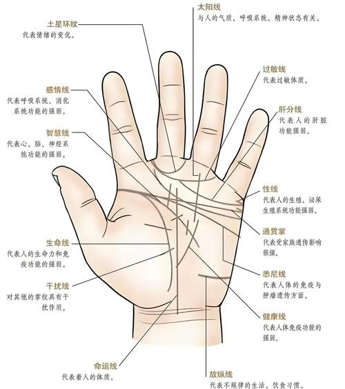 生命線與智慧線分開預示什么