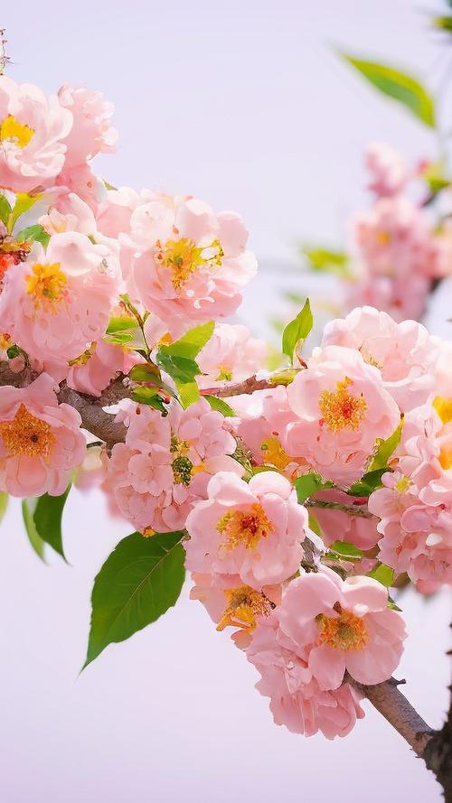2019年愛(ài)情桃花風(fēng)水好運(yùn)！