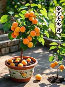 杏樹種在房子哪個位置最合適,院子里種杏樹風水好嗎