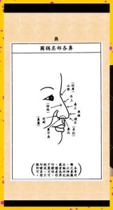 鼻子看面相算命圖解 鼻子看面相女人
