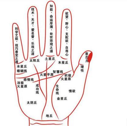 手掌偏財線 財運水星丘短豎線