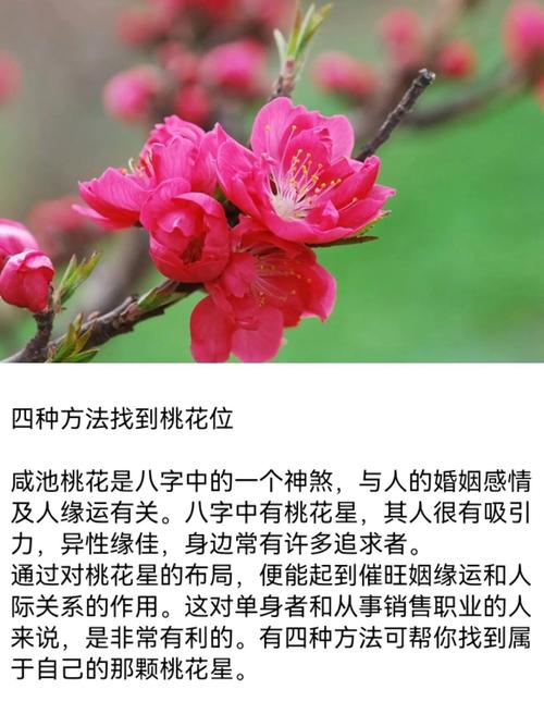 2017提升異性緣的方法，雞年讓你桃花朵朵開
