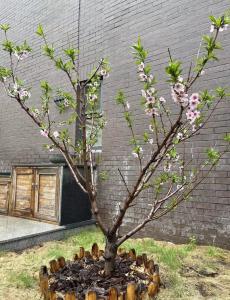 一樓窗外有棵桃樹好不好 在風水上象征什么
