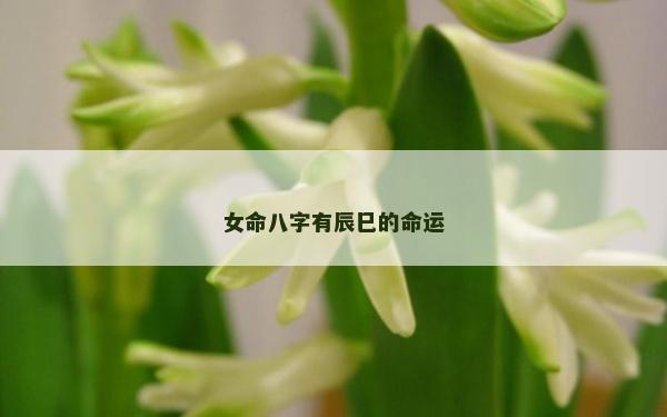 女命八字有辰巳的命運(yùn)