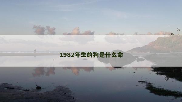 1982年生的狗是什么命