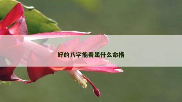 好的八字能看出什么命格
