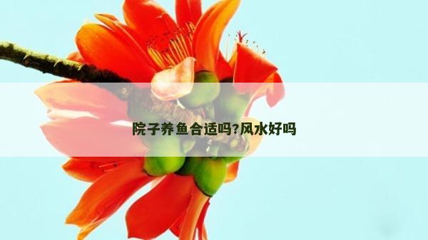 院子養魚合適嗎?風水好嗎