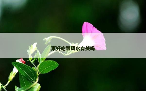 菜好吃跟風水有關嗎