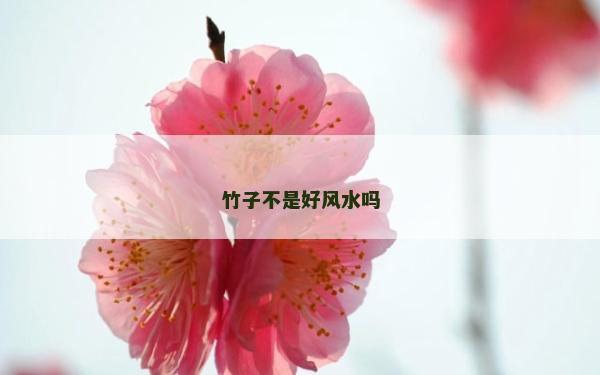 竹子不是好風水嗎 竹子不是好風水嗎