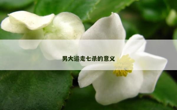 男大運走七殺的意義