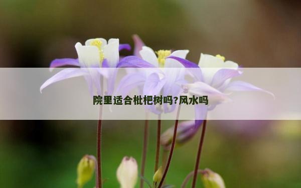 院里適合枇杷樹嗎?風水嗎