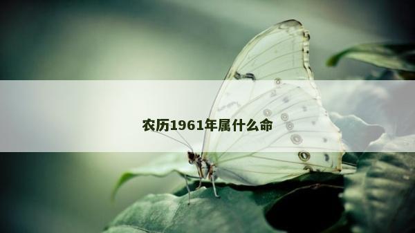 農歷1961年屬什么命