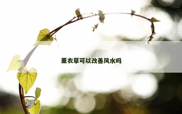 薰衣草可以改善風水嗎