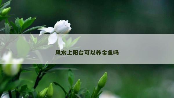 風水上陽臺可以養金魚嗎 風水上陽臺可以養金魚嗎