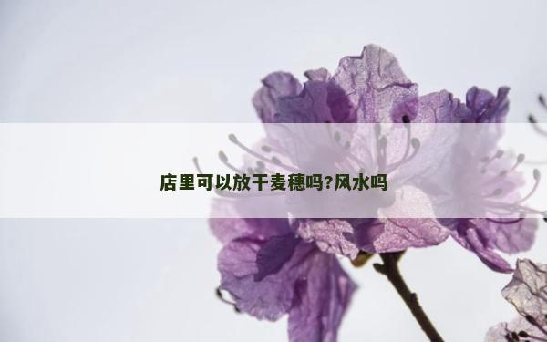 店里可以放干麥穗嗎?風水嗎