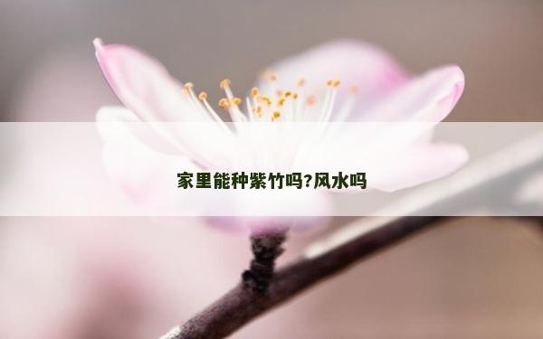 家里能種紫竹嗎?風水嗎