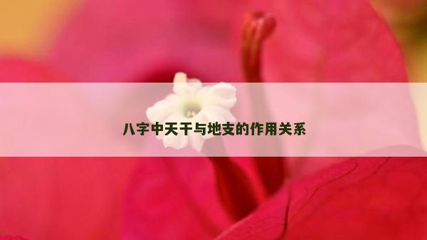 八字中天干與地支的作用關系